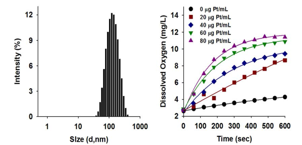 다공성 백금나노입자의 수용액상 크기 및 크기분포 분석 결과 (왼쪽). 과산화 수소(H2O2)에 다공성 백금 나노 입자를 농도를 높여가면서 처리시에 산소 발생 효과 분석. 백금 나노입자의 농도 의존적으로 산소 방생이 매우 활발히 증가함을 알 수 있음