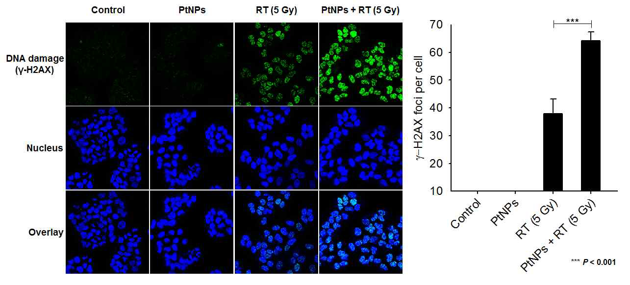방사선 민감제로서의 백금나노입자(PtNPs)의 DNA손상에 미치는 영향