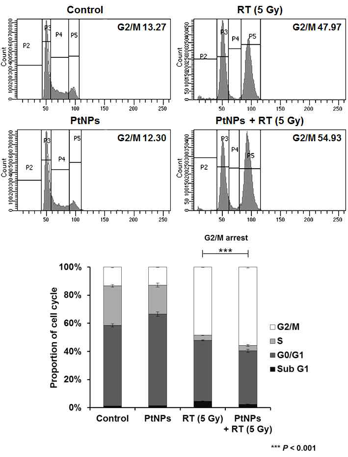 방사선 민감제로서의 백금나노입자(PtNPs)의 세포주기에 미치는 영향