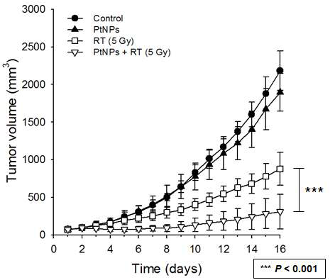 폐암동물모델에서 백금나노입자(PtNPs)에 의한 폐암세포주에서의 방사선 치료효과 증진 효과 관찰