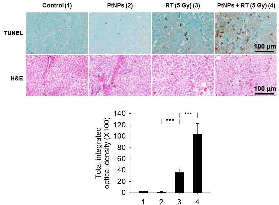폐암동물모델에서 백금나노입자(PtNPs)에 의한 종양조직 내 세포고사 유도 변화 관찰. 각 그룹별 종양조직의 TUNEL 및 H&E 염색 대표 사진 (위쪽). TUNEL 염색사진을 영상 분석하여 apoptotic cell을 정량 분석한 결과 (아래)