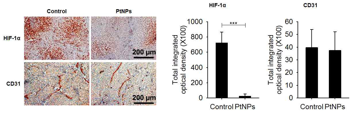 폐암동물모델에서 백금나노입자(PtNPs)에 의한 종양조직 내 저산소극복 관찰. 백금나노입자 투여 1일 후에 종양 조직을 절취하고, 조직염색을 실시하였음. HIF-1α 염색과 종양 내 CD31 (혈관) 염색을 실시한 결과에 대한 대표 사진 (왼쪽). 염색에 대한 정량 분석 결과 (오른쪽)