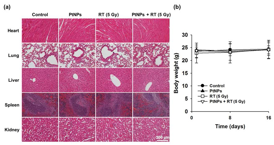 백금나노입자(PtNPs)의 생체 내 안전성 평가 (a) 심장, 폐, 간, 비장, 신장의 H&E 염색 결과 사진. (b) 각 그룹별 몸무게 변화