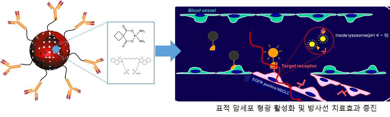 다기능성 중공 메조다공성 나노입자를 이용한 암의 선택적 근적외선 형광영상 및 광역/광역학 치료 유도 또는 방사선 치료 효과 증진 모식도