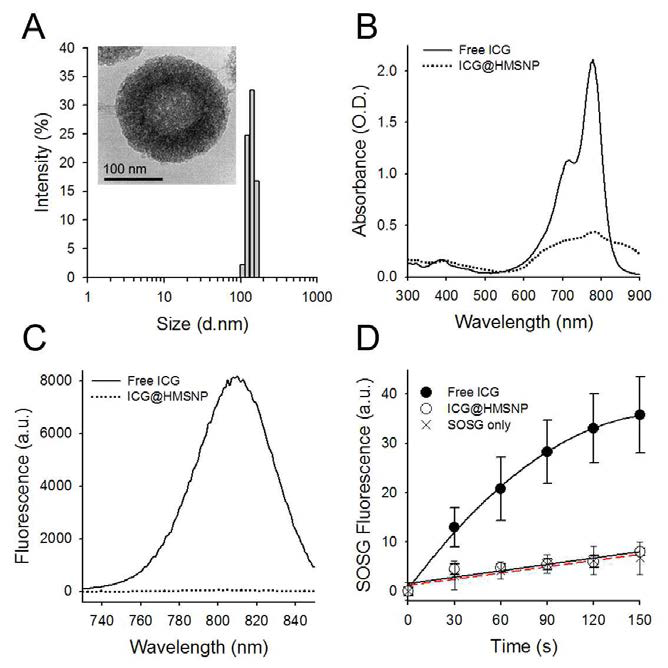 (A)인도시아닌 그린(ICG)이 탑재된 중공 메조다공성 나노입자의 수용액상 크기 분포 및 투과전자현미경 사진. 자유 상태의 인도시아닌 그린(Free ICG)과 ICG 탑재 나노입자(ICG@HMSNP)의 (B) UV/Vis 흡광 스펙트럼 및 (C) 형광 스펙트럼 비교. (D)810nm 레이져 조사시 Free ICG와 ICG@HMSNP의 일항산소 (SOG) 생성 능력 비교. ICG가 나노입자에 탑재된 이후에는, 근적외선 형광신호 생성 및 일항산소 발생 능력이 현저히 억제 될 수 있었음