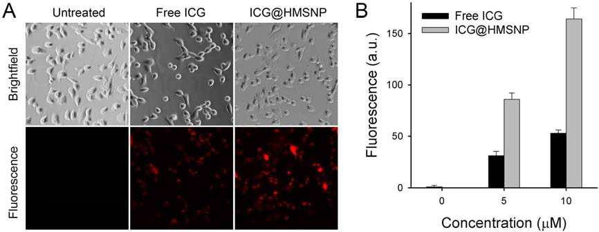 ICG@HMSNP의 암세포내 세포내 섭취 효율 및 그에 따른 형광 활성화 특성 분석. 암세포에 자유상태의 ICG 또는 ICG@HMSNP (5 μM 당량)을 4시간 동안 로 처리한 후 세척하고, 근적외선 형광현미경으로 촬영한 사진. 중공 메조 다공성 나노입자에 약물을 탑재하였을 때에 섭취 효율이 더 높을 뿐 아니라, OFF 되어 있던 형광이 암세포내에서 다시 ON 상태로 활성화 됨을 확인 할 수 있었음