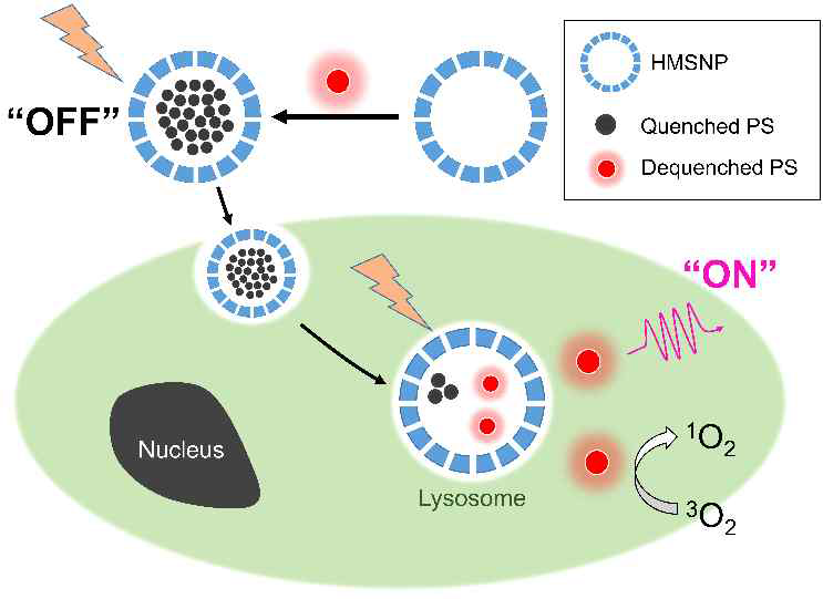 탈라포핀이 탑재된 HMSNP를 이용한, 암의 정밀 형광영상 및 광역학 치료 모식도. HMSNP내에 탑재된 탈라포핀은 형광 및 일항산소 생성이 억제되어 있다가, 암세포 내에 섭취된 후에 나노입자로부터 방출된 경우에만 강한 형광신호를 발생하여 암세포의 위치를 검출할 수 있게 해주고, 암세포에서만 선택적으로 광독성 효과를 유발할 수 있다