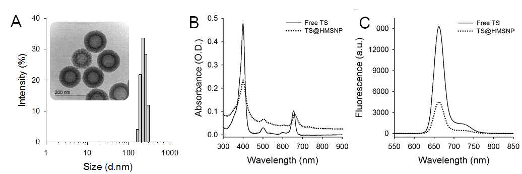 (A) TS@HMSNP의 투과전자형미경 사진 및 수력학적 크기분포. (B) 자유 상태의 TS와 TS@HMSNP의 UV/Vis 흡광스펩트럼 및 (C) 형광 세기 비교. 친수성이 높은 TS 역시 나노입자 내에 탑재 시킴으로써 응집형태의 흡광 스펙트럼을 유도할 수 있었고, 이에 따른 형광강도의 OFF 현상을 얻어 낼 수 있었음