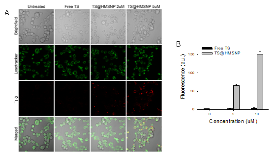 (A) 자유상태의 TS와 TS@HMSNP의 세포내 흡수와 그에 따른 형광 활성화. 암세포를 자유상태의 TS (5 μM) 또는 TS@HMSNP (2 및 5 μM 당량)로 4시간 동안 처리한 후 세척 및 24시간의 추가 배양 뒤 공초점 현미경으로 촬영한 사진. 중공 메조다공성 나노입자를 사용함으로 써 자유 TS에 비하여 암세포내 섭취를 매우 향상시킬 수 있었을 뿐 아니라, 암세포내에서 활성화된 형광신호를 확인 하였음. (B) Cell lysate로부터 암세포내 약물 섭취량 비교