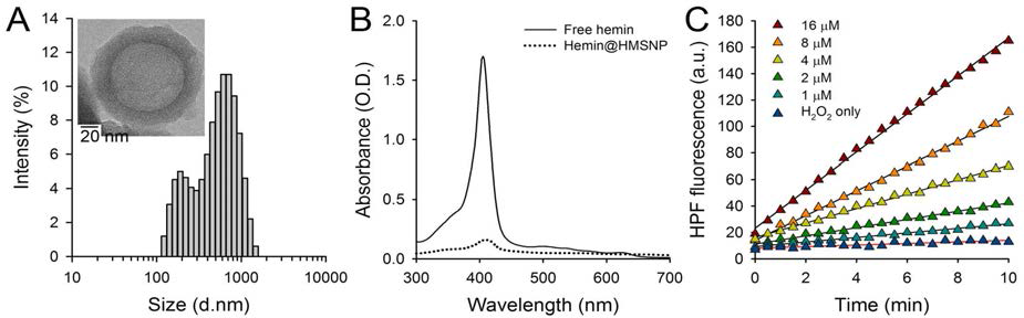 (A) Hemin@HMSNP의 투과전자현미경 사진 및 수력학적 크기분포. (B) 자유상태의 헤민과 Hemin@HMSNP의 UV-Vis 흡광스펙트럼 비교. 헤민이 입자 내에 응집되어 동일 농도임에도 낮은 흡광도를 보인다. (C) Hemin@HMSNP가 과산화수소를 반응시켜 수산화기 라디칼을 생성하는 반응