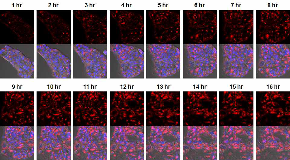 EGFR발현 폐암세포주 HCC827에서의 receptor-mediated endocytosis 속도 분석