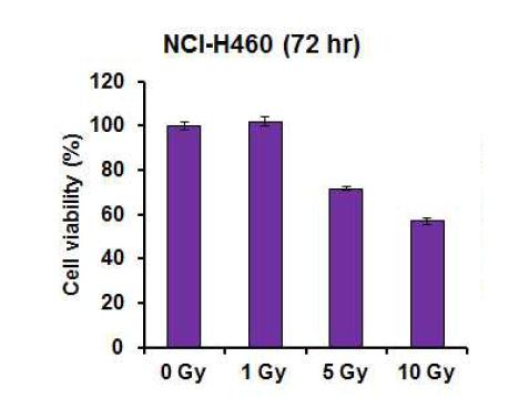 폐암 세포주에서 방사선 조사량에 의한 세포 생존율 분석