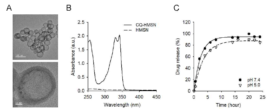 (A) 50 nm 크기를 갖는 중공성 입자의 투과전자현미경 사진. (B) CQ가 탑재된 HMSN과 약물이 탑재되지 않은 HMSN의 UV/Vis 흡광스펙트럼 비교. (C) CQ가 탑재된 HMSN의 pH 7.4 조건과 pH 5.0 조건에서의 시간에 따른 약물방출 그래프