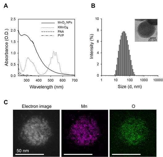 망간 산화물 나노입자(MnO2)의 (A) UV/Vis 흡광스펙트럼, (B) 수력학적 크기분포와 투과전자현미경 사진, 및 (C) 나노입자내 Mn 및 산소원자에 대한 EDS element mapping 분석 결과