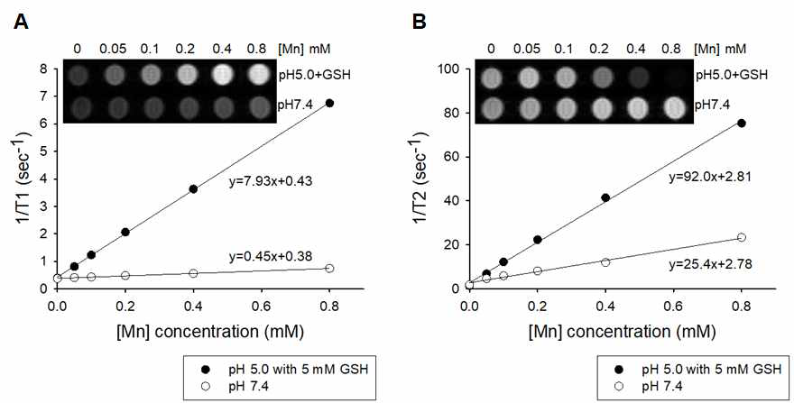 (A) 각각의 용액에서의 산화망간 나노입자의 농도에 따른 MRI T1-weighted image 및 T1 relaxivity에 대한 그래프. (B) 각각의 용액에서의 산화 망간 나노입자의 농도에 따른 MRI T2-weighted image 및 T2 relaxivity에 대한 그래프. pH 7.4 용액과 GSH 5 mM 포함된 pH 5.0 용액에서의 산화망간 나노입자 농도에 따라 측정한 결과, 암세포 속 환경과 비슷한 pH 5.0 + GSH 5 mM에서만 Mn2+에 따른 T1 및 T2 조영효과를 보임