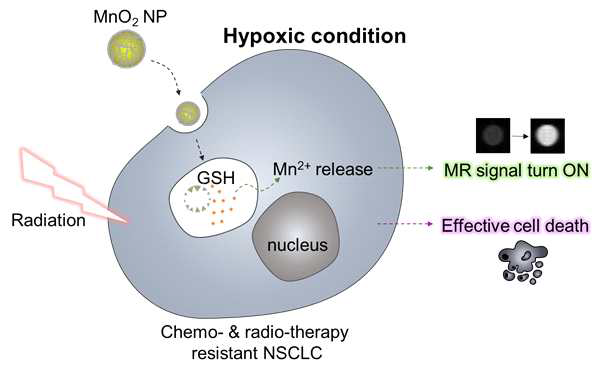 환원제인 글루타치온 (GSH)에 반응하여 강한 MRI 시그널을 낼 수 있으며, 망간이온으로부터 생성된 산소로부터 저산소증을 극복하고 방사선 치료 효과를 증진 시킬 수 있는 환원제 반응형 산화 망간 나노입자의 성능 모식도. 특히, 이러한 환원제 반응형 산화 망간 나노입자를 사용하여 표적치료제인 EGFR-TKI 억제제 뿐만 아니라 방사선 치료에 저항성을 보이는 비소세포암을 효과적으로 치료할 수 있었다