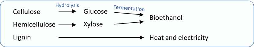 생화학적 바이오에탄올 생산 공정의 바이오매스 주성분 전환 경로
