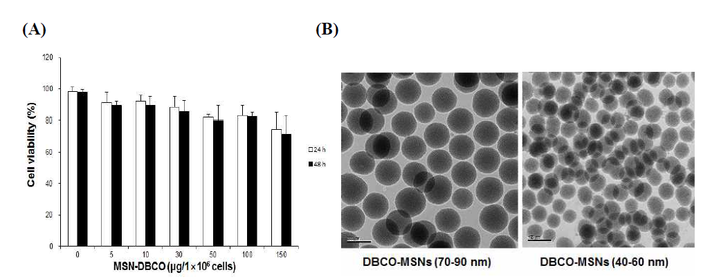 (A) In vitro cell viability of RAW 264.7 cells after 24 and 48 h of incubation with different concentrations of DBCO-MSNs. (B) TEM image of DBCO-MSNs in 60-90 nm size