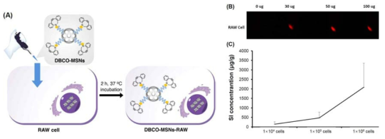 (A) DBCO-MSNs이 섭취된 세포 획득 모식도. (B) DBCO-MSNs 섭취 마크로파지 세포 형광분석. (C) DBCO-MSNs 섭취 마크로파지 세포의 ICP-MS 분석