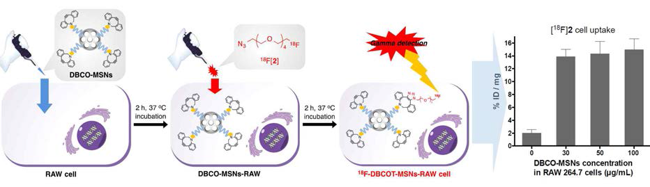 Model in vitro 18F-labeling reaction based on SPAAC in DBCO-MSNs loaded RAW 264.7 cells. Uptake of 18F-Labeled azide([18F]2) into RAW 264.7 cells via 18F-labeling reaction based on SPAAC in DBCO-MSNs loaded RAW 264.7 living-cells; and Its schematic procedure