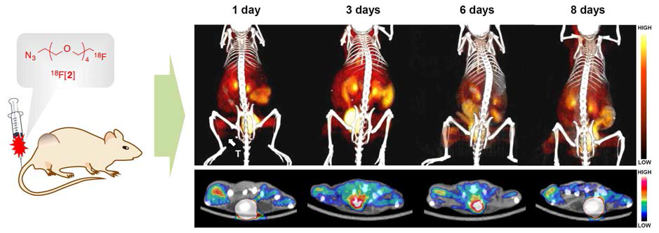 대조군 영상. PET-CT images of 18F-labeled azide ([18F]2; 2.6 MBq) in U87 MG tumor-bearing mice given only [18F]2 alone (control study) recorded at 2 h after injection. T = tumor