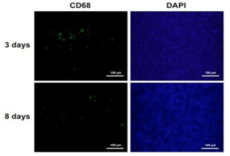 Immunofluorescence analysis for RAW 264.7 cells in tumor tissue obtained from U87 MG tumor bearing mice given DBCO-MSNs-RAW cells 3 and 8 days earlier