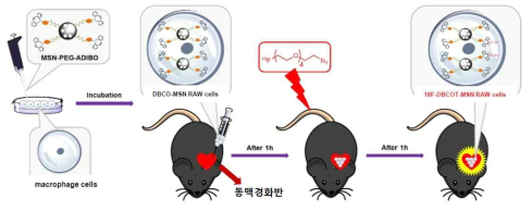 Macrophage cell tracking procedure using atherosclerosis in ApoE-/-mice on western diet for 30 weeks