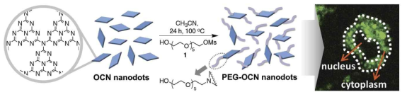 A schematic diagram of the preparation of PEGylated oxidized carbon nitride (PEG-OCN) nanodots. Confocal fluorescence microscopy image of RAW264.7 cells after incubation at different concentrations of the PEG-OCN nanodots for 24 h