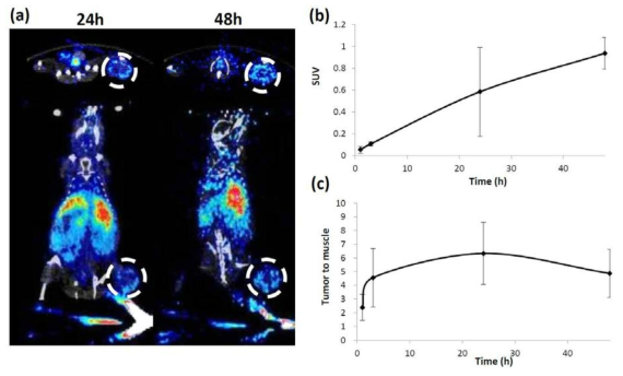 (a) 종양 마우스 모델에서 Cu-64 labeled OCN 나노입자의 PET 영상 (b) SUV data (c) tumor to muscle ratio