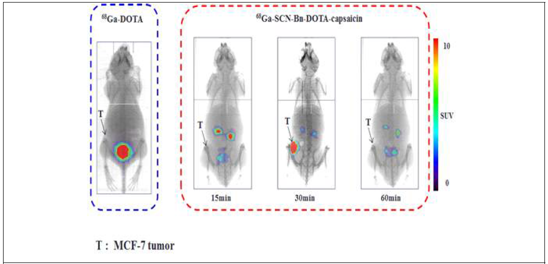 소동물 양전자방출단층촬영 영상 (MCF-7 mice model ; 68Ga-SCN-Bn-DOTA (좌), 68Ga-SCN-Bn-DOTA-capsaicin (우))
