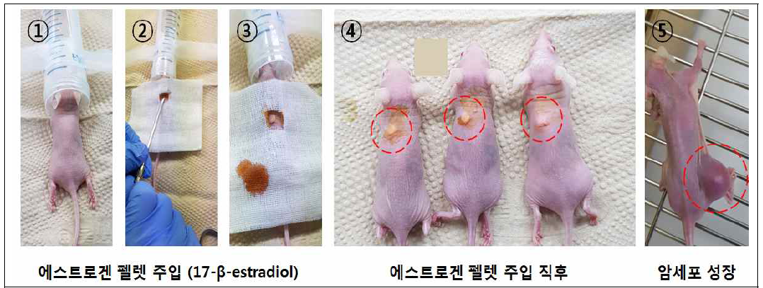 생물학적 평가를 위한 MCF-7 암세포 이종이식 마우스 모델 제작