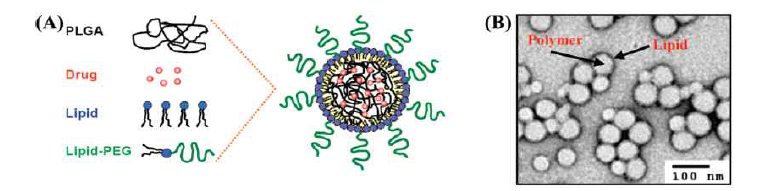 Development of lipid-polymer hybrid NPs. (A) Schematic illustration of the formulation of lipid-polymer hybrid NPs. (B) transmission electron microscopy (TEM) image demonstrated the structure of the hybrid NPs proposed in (A)