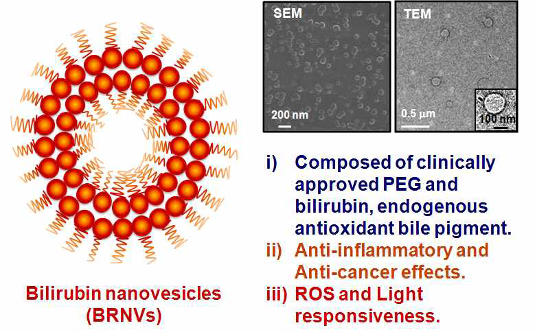 KPI연구실에서 세계최초로 개발한 천연항산화 물질인 빌리루빈으로 만든 Bilirubin nanoparticles