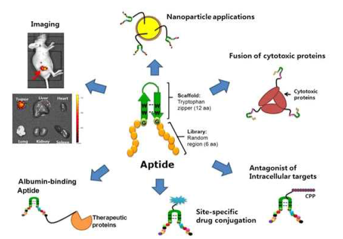 The wide potential applications of Aptide due to its small size, easy synthesis, and site-specific conjugation