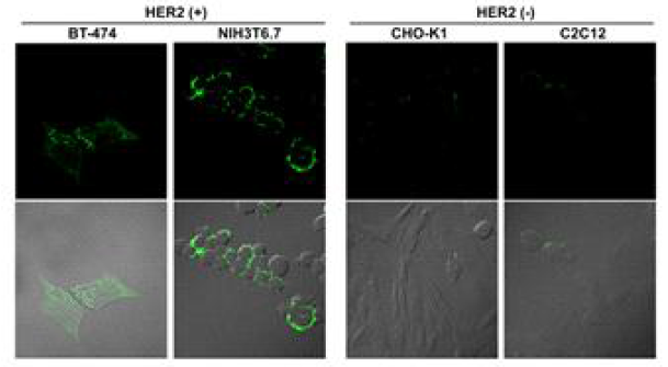 Alexa 488-APTHER2 를 처리한, HER2 발현(+) 세포들와 비발현(-) 세포들에서의 Confocal 이미지