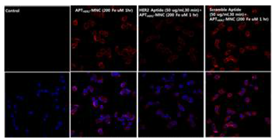 NIH 3T6.7세포에서 형광현미경을 이용한 APTHER2-MNC의 competition study 이미지