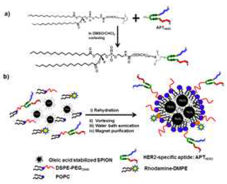 a) HER2 앱타이드와 DSPE 합성 모식도 b) HER2 앱타이드가 결합된 자성나노 클러스터(APTHER2-MNC) 합성 모식도