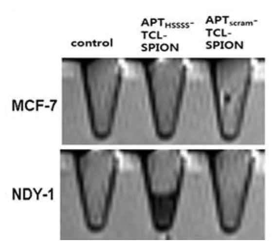 EDB fibronectin을 발현하는 유방암세포(NDY-1)와 발현하지 않는 유방암세포 (MCF-7)에서 표적형 APTEDBHSSSS-TCL-SPION와 비표적형 APTscramble-TCL-SPION의 in vitro MR 영상