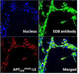 human 뇌종양 세포에서 최적화 APTEDBHSSSS-LS와 EDB Antibody가 동일 부위에 결합 확인