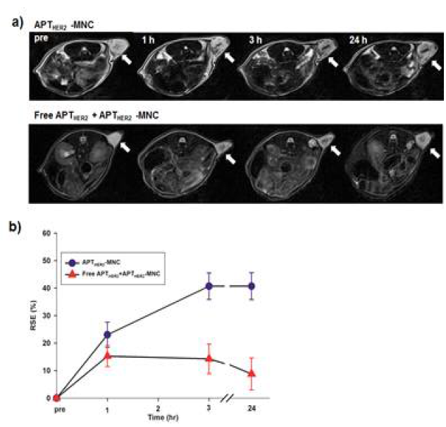 APTHER2-MNC의 In vivo competition study: a) MRI 영상 이미지 b) 암 조직에서의 T2신호 세기 비교