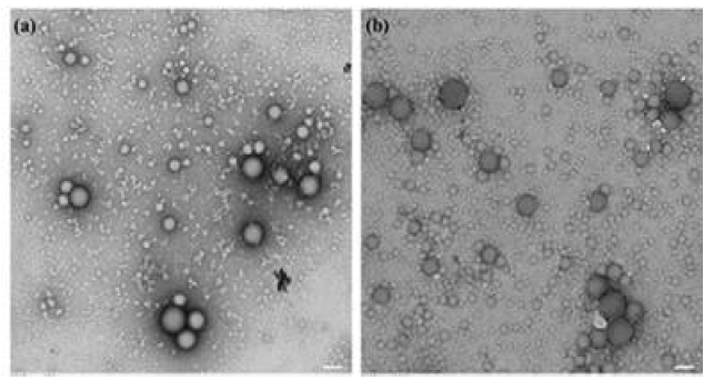 에머젼방법을 이용해 합성한 G1그룹의 lipid/polymer 나노입자의 TEM이미지. (a) PLGA/DSPE-PEG, (b) PLA/DSPE-PEG