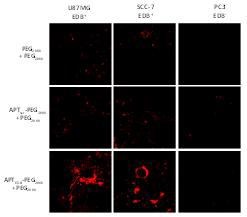 APTEDB-리포좀의 EDB 발현 세포 (U87MG, SCC-7)와 비 발현 세포(PC3)에서의 타겟팅 실험