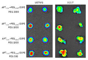 U87MG, SCC-7 동물모델에서의 나노입자 타겟팅 효능 평가