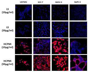 각 세포에서의 HCPMi 나노입자의 세포 투과 효능 평가