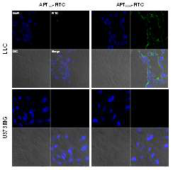 LLC, U373MG 세포에서 형광 현미경을 이용한 APTEDB-FITC의 세포 바인딩 이미지