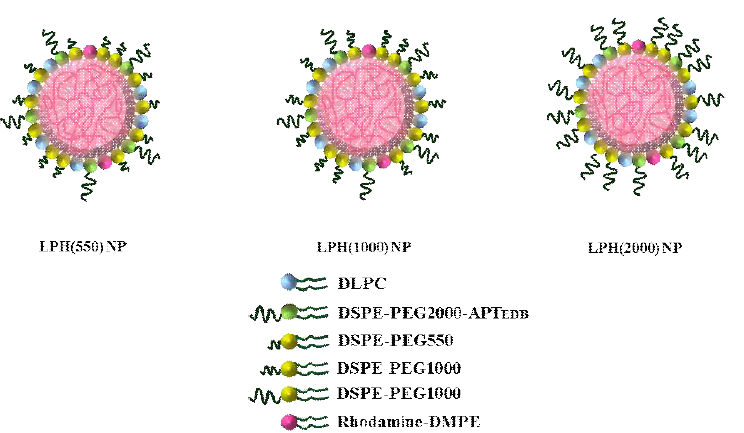 lipid/polymer hybrid (LPH)나노입자의 모식도