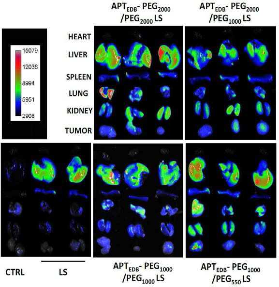 PEG 길이에 따른 APTEDB-PEG-리포좀의 in vivo biodistribution 결과