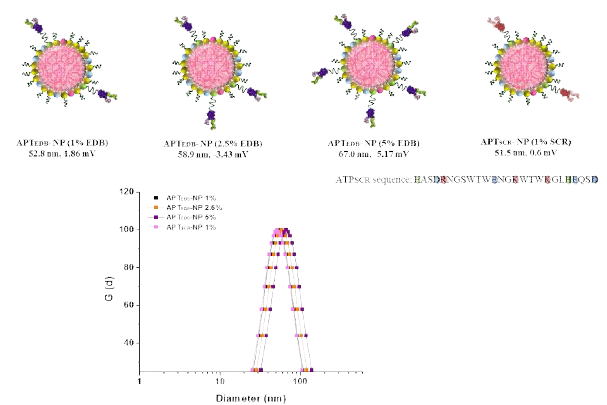 각 APTEDB-NPs의 hydrodynamic size 및 zeta-potential 결과