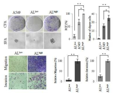 Colony formation(CFA), spheroid forming(SFA) and migration/invasion assay of ALDH1low and ALDH1high cells. Data represent the mean(±standard deviation, SD) of three independent experiments