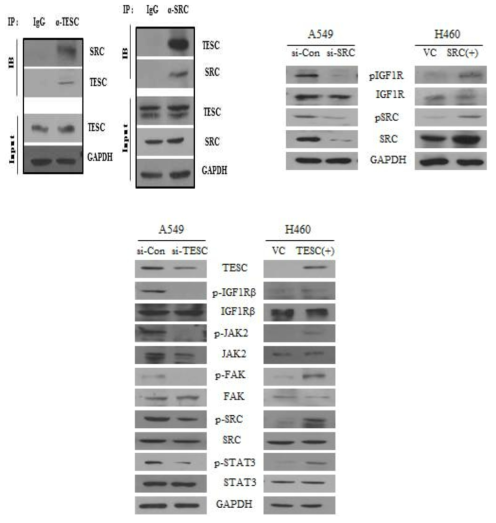 Interaction between tescalcin and SRC were determined using immunoprecipitation assay. Phosphorylation levels of IGF1Rβ in c-Src knockdown A549 cells and c-Src-overexpressing H460 cells